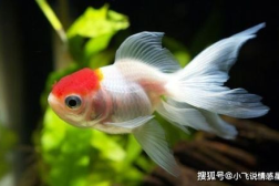 娱乐718吃瓜张金鱼,张金鱼吃瓜背后的故事