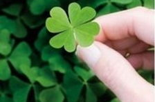 吃瓜四叶草娱乐,揭秘娱乐圈幕后故事