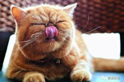 娱乐吃瓜猫的作品,揭秘娱乐圈那些不为人知的幕后故事