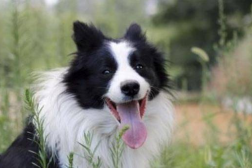 边境牧羊犬好不好,聪明与活力的完美结合
