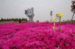 临朐鲜花,浪漫花束，传递深情与祝福”