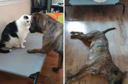 娱乐吃瓜酱狗狗打猫咪,娱乐吃瓜酱现场直播